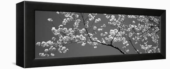 Cherry Blossoms Washington Dc USA-null-Framed Stretched Canvas