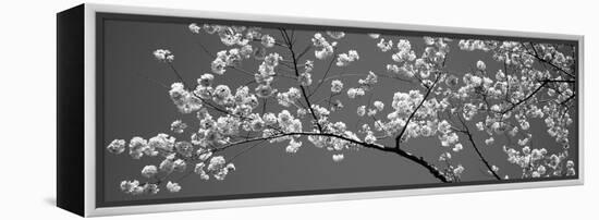 Cherry Blossoms Washington Dc USA-null-Framed Stretched Canvas