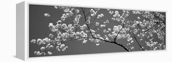 Cherry Blossoms Washington Dc USA-null-Framed Stretched Canvas