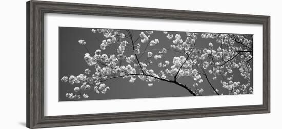 Cherry Blossoms Washington Dc USA--Framed Photographic Print