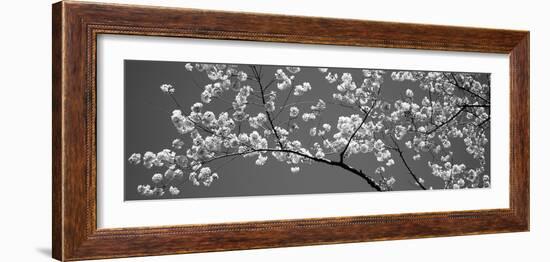 Cherry Blossoms Washington Dc USA-null-Framed Photographic Print