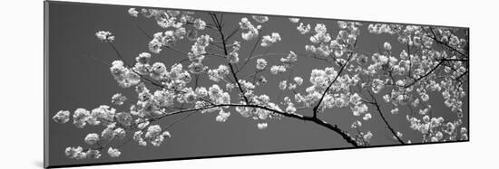 Cherry Blossoms Washington Dc USA-null-Mounted Photographic Print