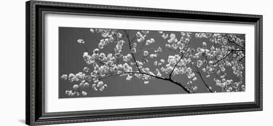 Cherry Blossoms Washington Dc USA-null-Framed Photographic Print