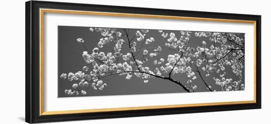 Cherry Blossoms Washington Dc USA-null-Framed Photographic Print