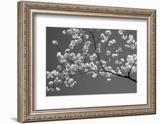 Cherry Blossoms Washington DC USA-null-Framed Photographic Print