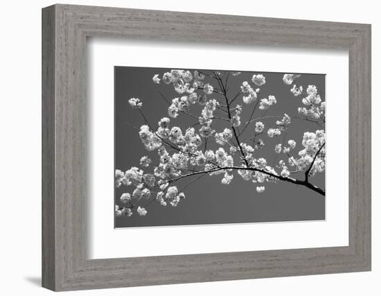 Cherry Blossoms Washington DC USA-null-Framed Photographic Print