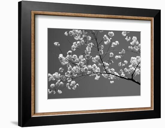 Cherry Blossoms Washington DC USA-null-Framed Photographic Print