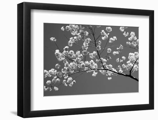 Cherry Blossoms Washington DC USA-null-Framed Photographic Print