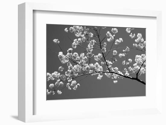 Cherry Blossoms Washington DC USA-null-Framed Photographic Print