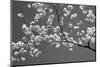 Cherry Blossoms Washington DC USA-null-Mounted Photographic Print