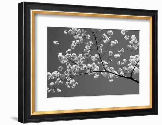 Cherry Blossoms Washington DC USA-null-Framed Photographic Print