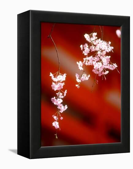 Cherry Blossoms-null-Framed Premier Image Canvas