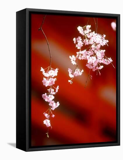 Cherry Blossoms-null-Framed Premier Image Canvas