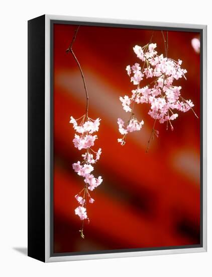 Cherry Blossoms-null-Framed Premier Image Canvas