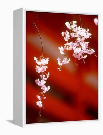 Cherry Blossoms-null-Framed Premier Image Canvas