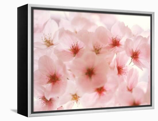 Cherry Blossoms-null-Framed Premier Image Canvas