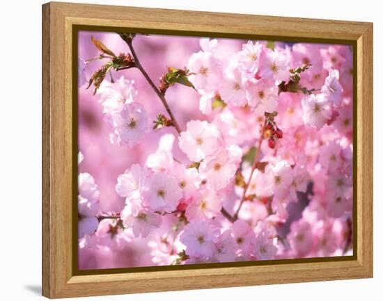 Cherry Blossoms-null-Framed Premier Image Canvas