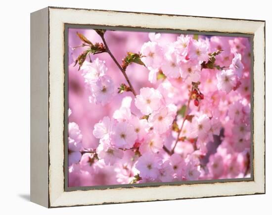 Cherry Blossoms-null-Framed Premier Image Canvas