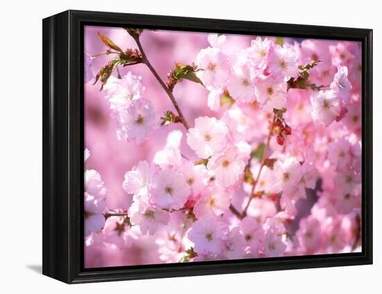 Cherry Blossoms-null-Framed Premier Image Canvas