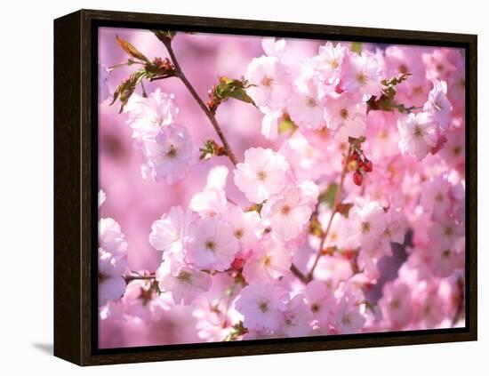 Cherry Blossoms-null-Framed Premier Image Canvas