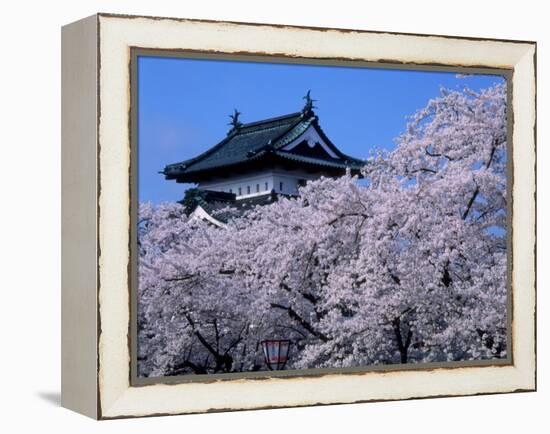 Cherry Blossoms-null-Framed Premier Image Canvas