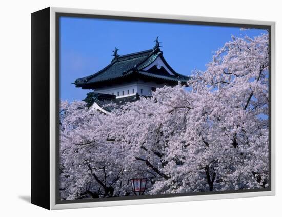 Cherry Blossoms-null-Framed Premier Image Canvas