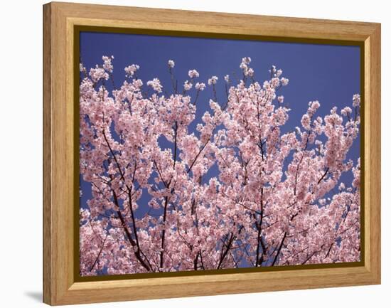 Cherry Blossoms-null-Framed Premier Image Canvas