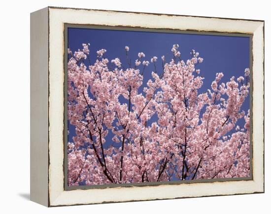 Cherry Blossoms-null-Framed Premier Image Canvas