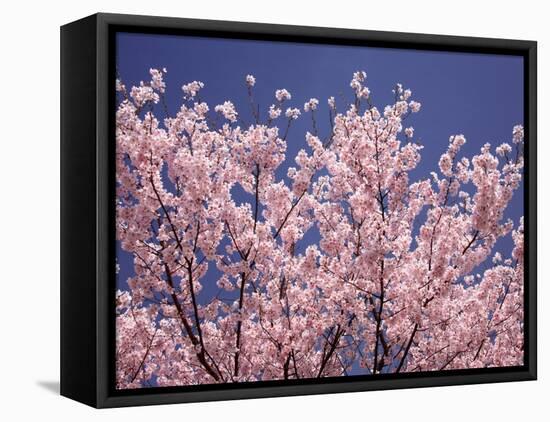 Cherry Blossoms-null-Framed Premier Image Canvas