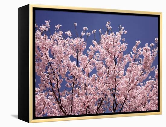 Cherry Blossoms-null-Framed Premier Image Canvas