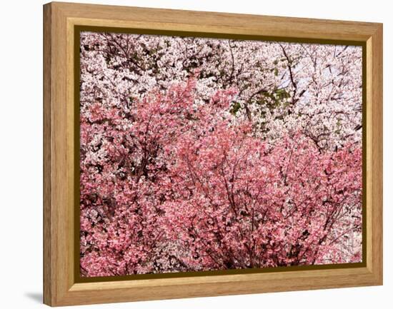 Cherry Blossoms-null-Framed Premier Image Canvas