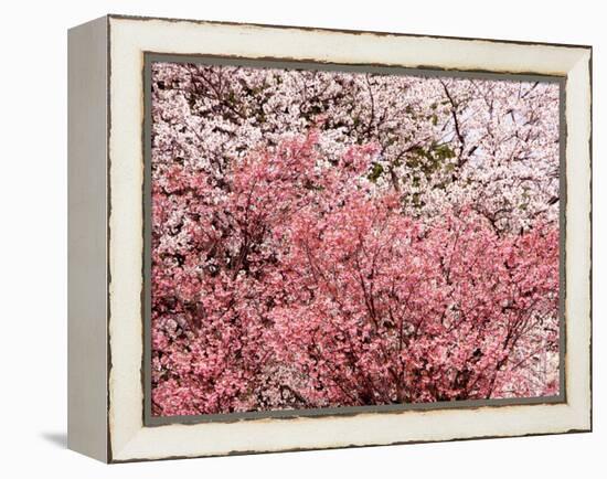 Cherry Blossoms-null-Framed Premier Image Canvas