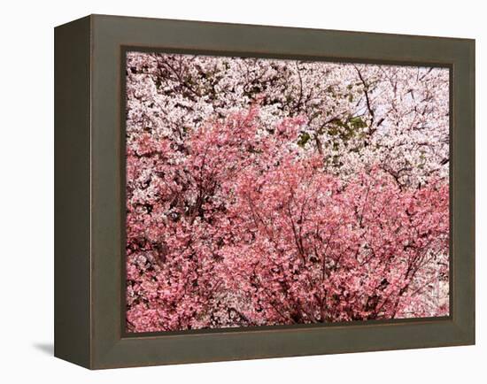 Cherry Blossoms-null-Framed Premier Image Canvas