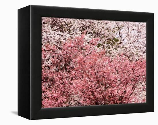 Cherry Blossoms-null-Framed Premier Image Canvas