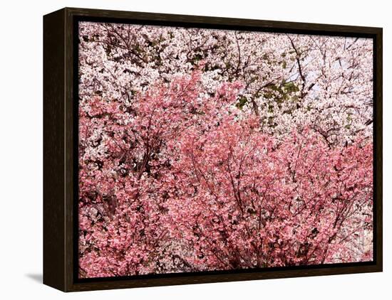 Cherry Blossoms-null-Framed Premier Image Canvas