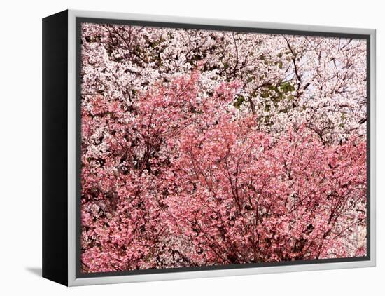 Cherry Blossoms-null-Framed Premier Image Canvas