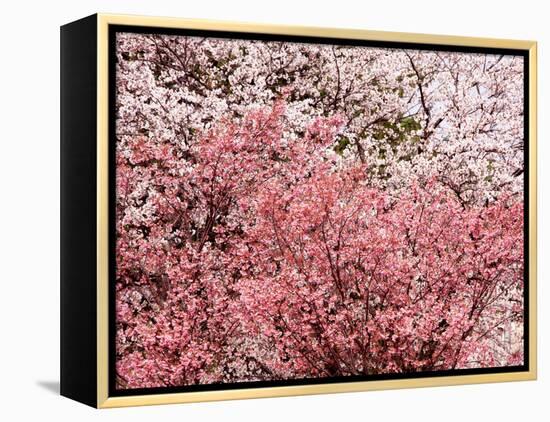 Cherry Blossoms-null-Framed Premier Image Canvas