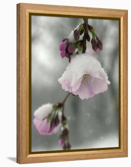 Cherry Blossoms-null-Framed Premier Image Canvas