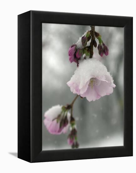 Cherry Blossoms-null-Framed Premier Image Canvas