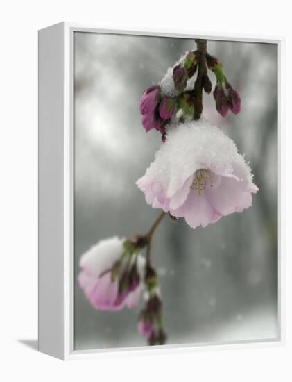 Cherry Blossoms-null-Framed Premier Image Canvas