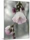 Premium Photographic Print