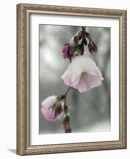 Cherry Blossoms-null-Framed Photographic Print