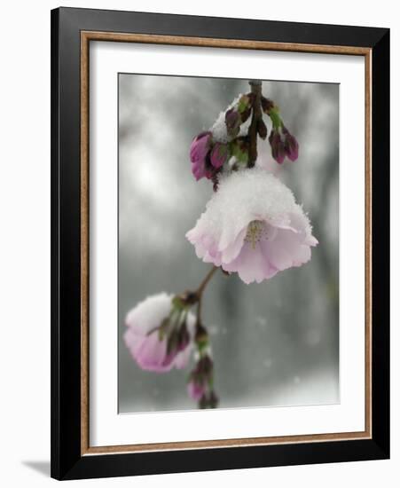 Cherry Blossoms-null-Framed Photographic Print