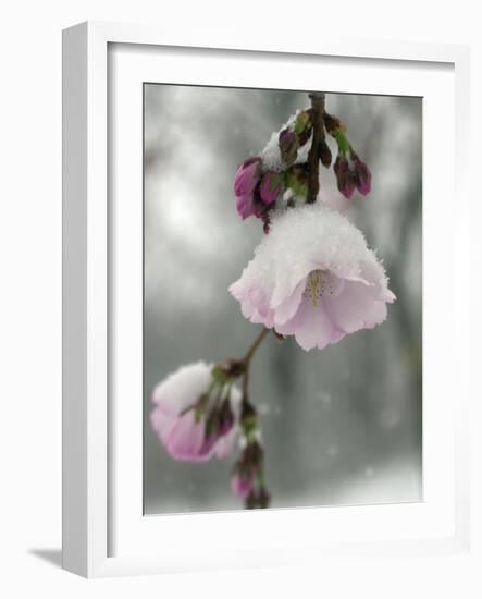 Cherry Blossoms-null-Framed Photographic Print