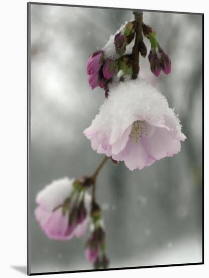 Cherry Blossoms-null-Mounted Photographic Print