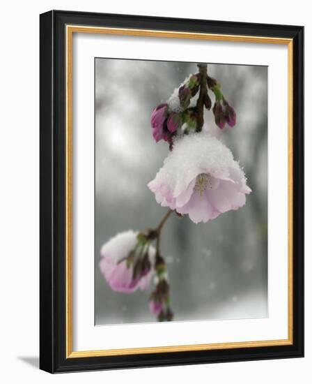 Cherry Blossoms-null-Framed Photographic Print