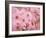 Cherry Blossoms-null-Framed Photographic Print