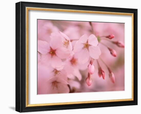 Cherry Blossoms-null-Framed Photographic Print