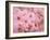 Cherry Blossoms-null-Framed Photographic Print