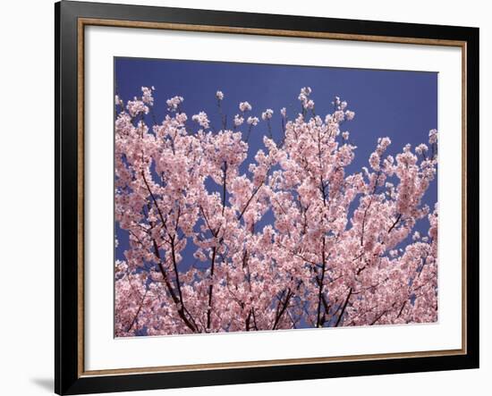 Cherry Blossoms-null-Framed Photographic Print